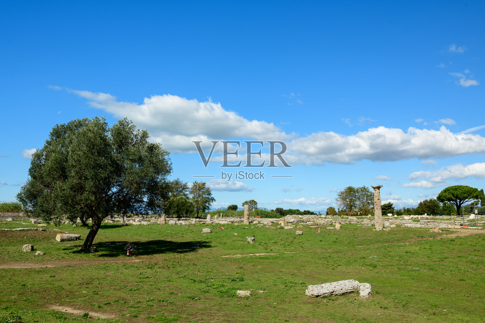 佩斯图姆的橄榄树和散落的遗迹照片摄影图片