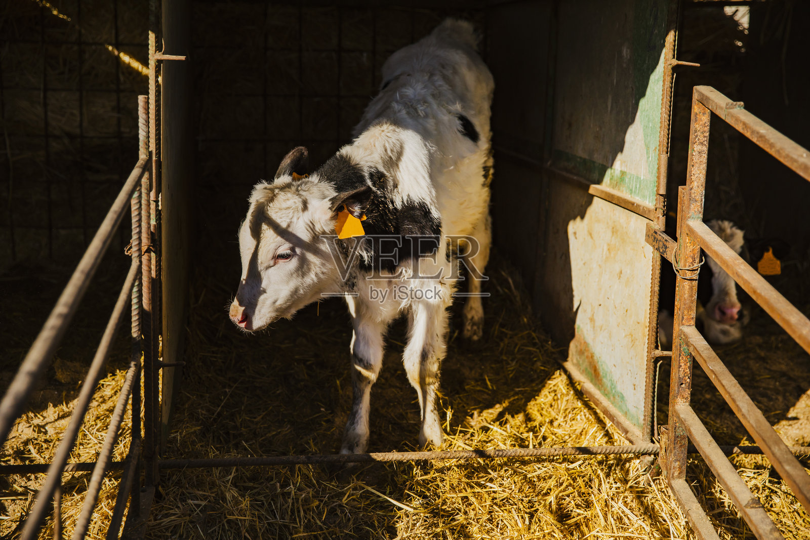 农场牛棚里，小牛犊们在各自的隔间里照片摄影图片