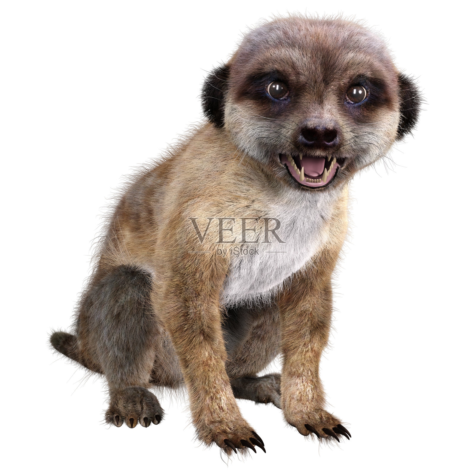 3D渲染的狐獴在白色背景上照片摄影图片