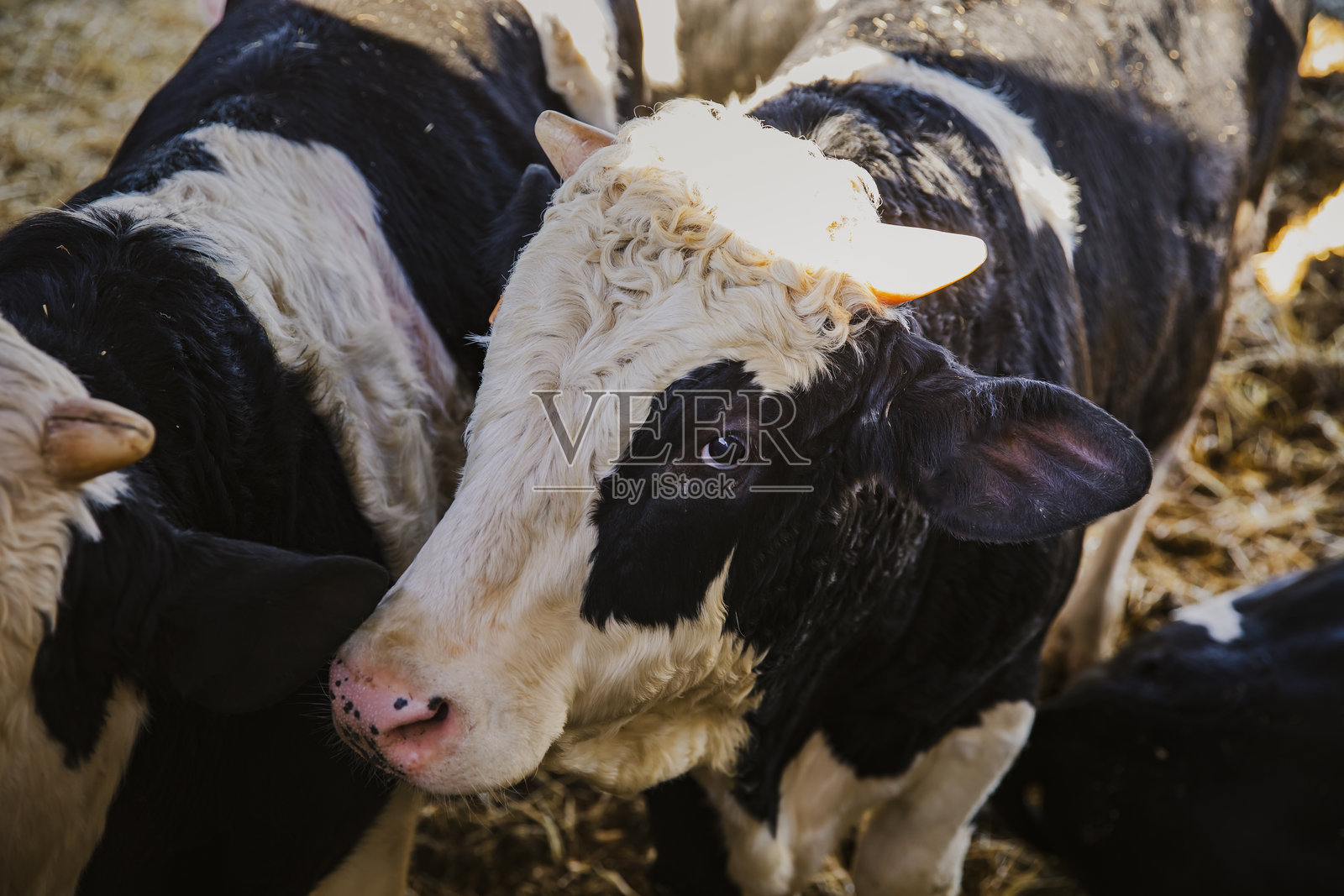 农场上年轻奶牛的特写肖像照片摄影图片