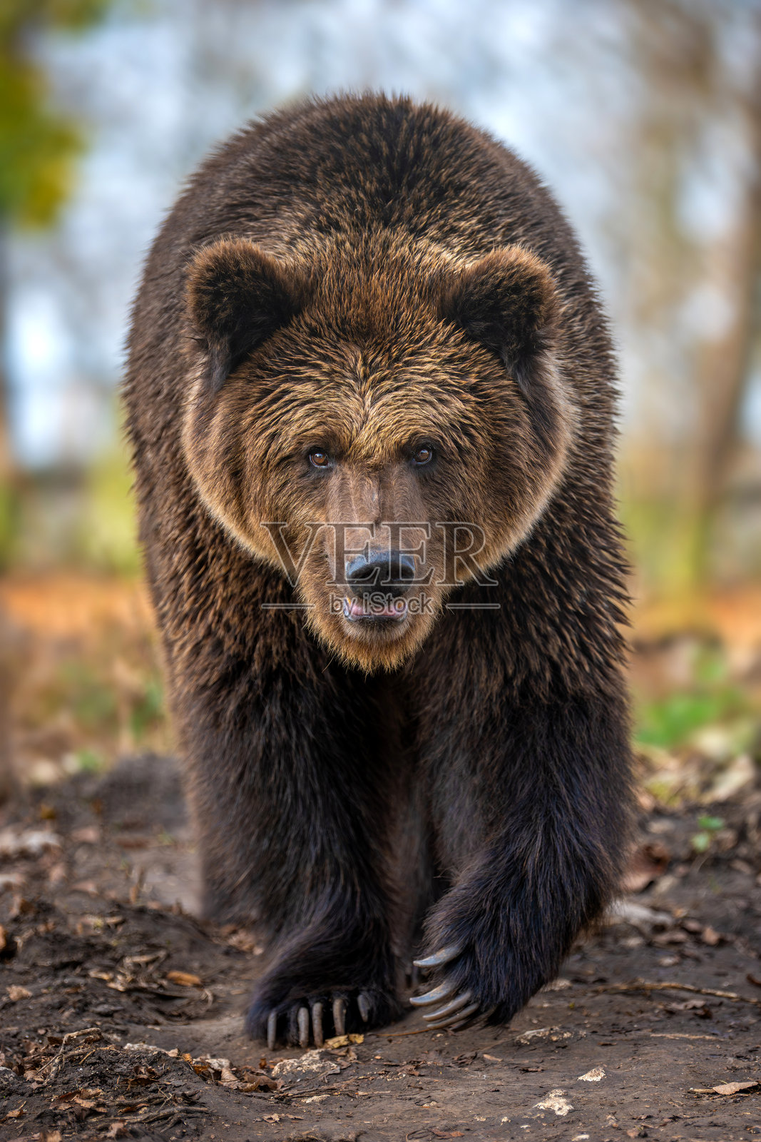 灰熊在午后时分穿过森林，身处其自然栖息地照片摄影图片