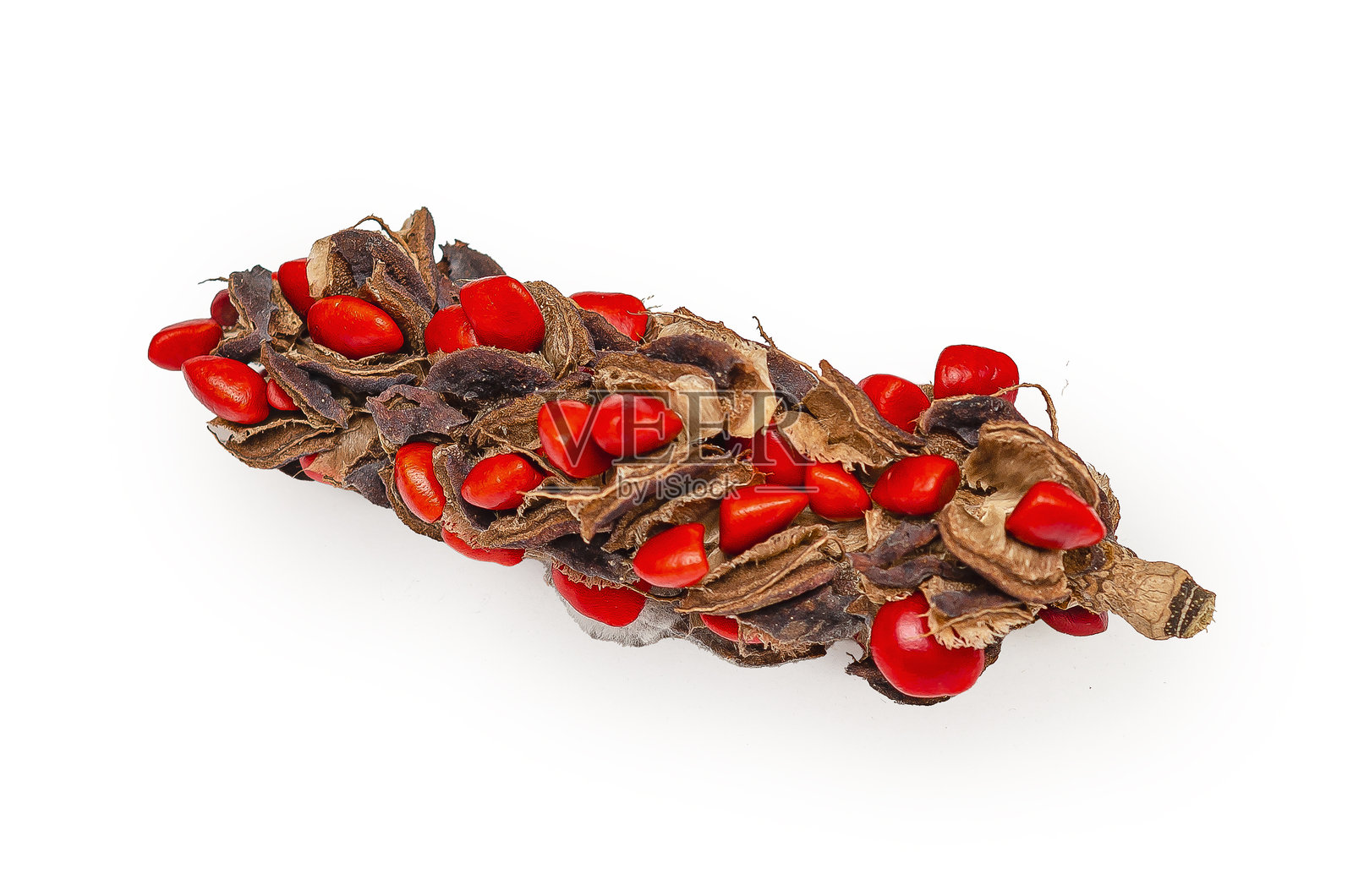 白色背景上的木兰（Magnolia soulangeana）的干燥果实。木兰栽培。异国情调的植物概念。照片摄影图片