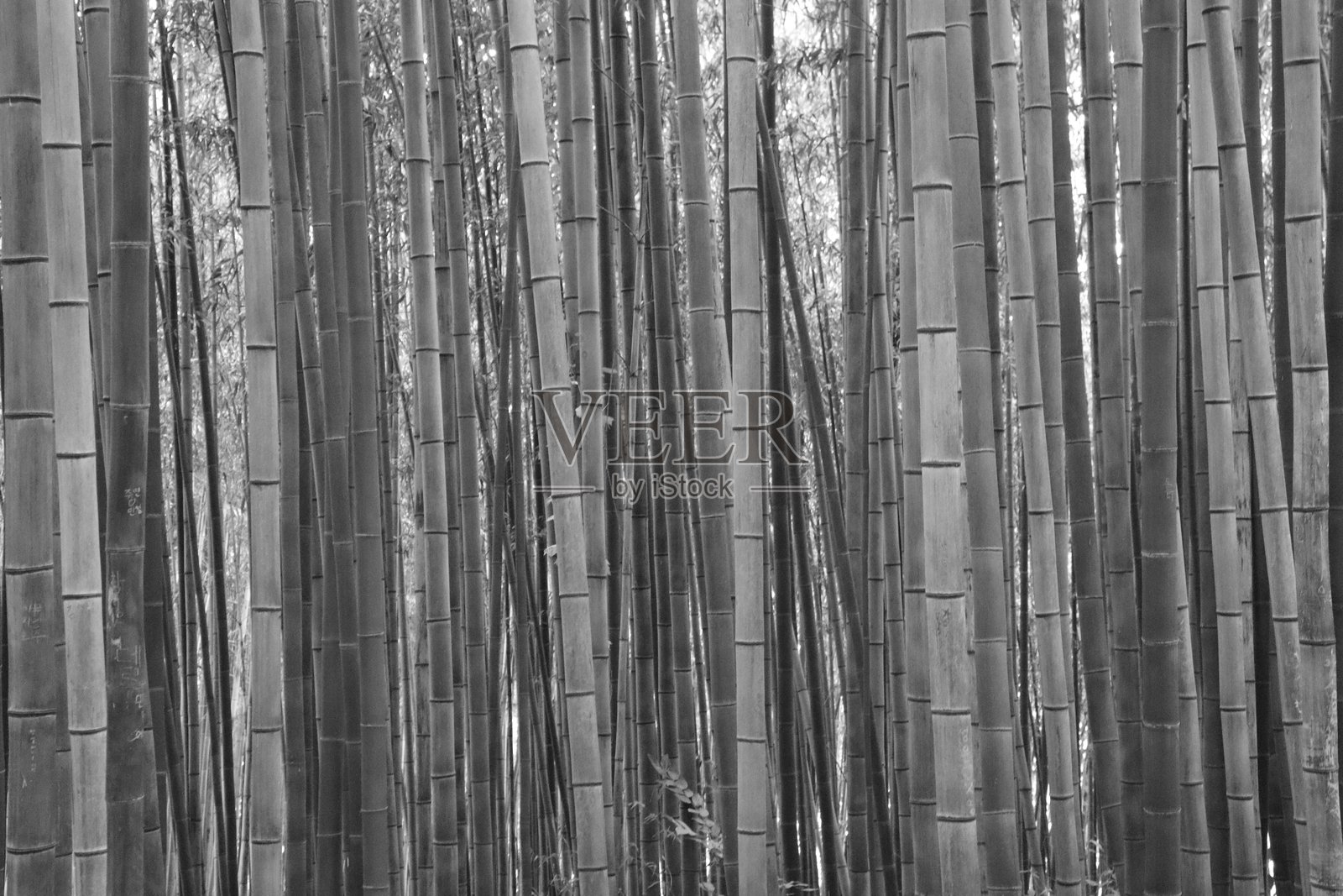 竹林照片摄影图片