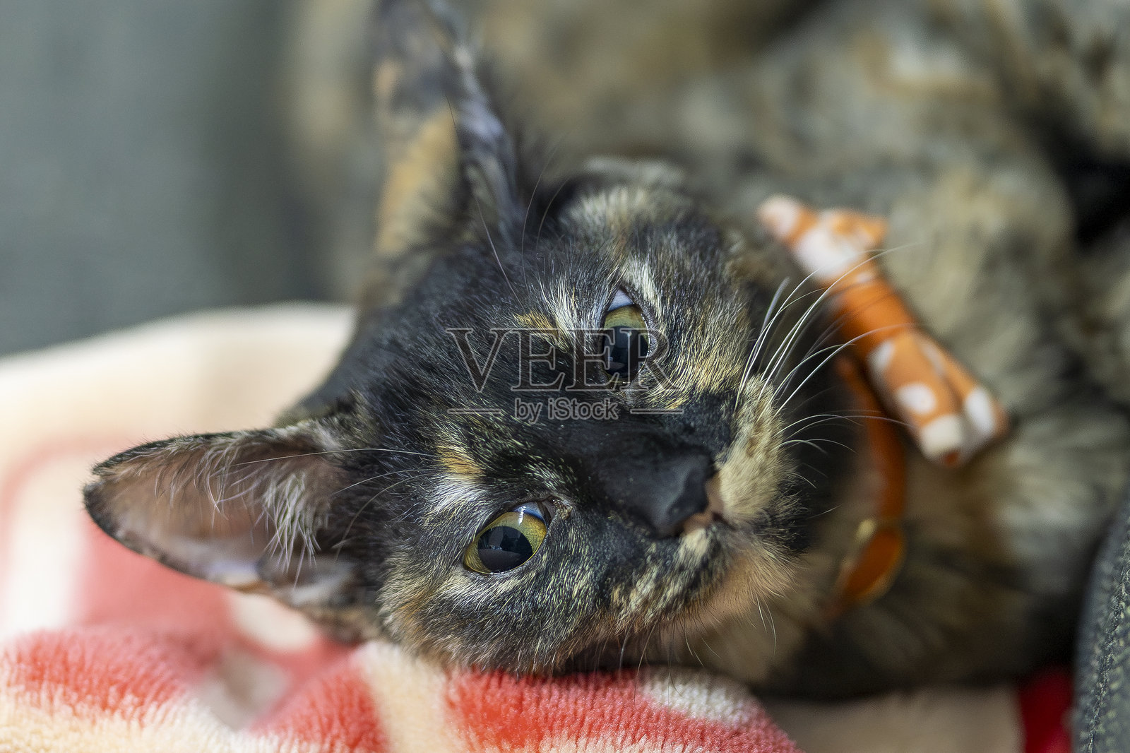 玳瑁猫 Neri。照片摄影图片