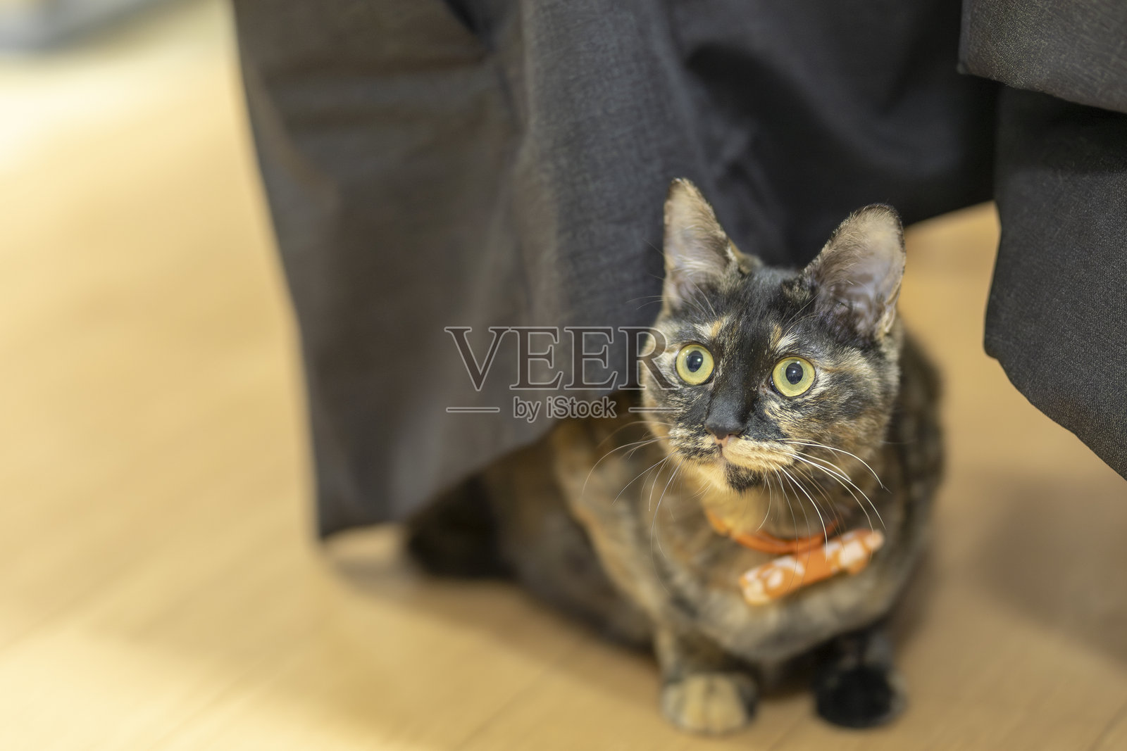 玳瑁猫，名叫内里照片摄影图片