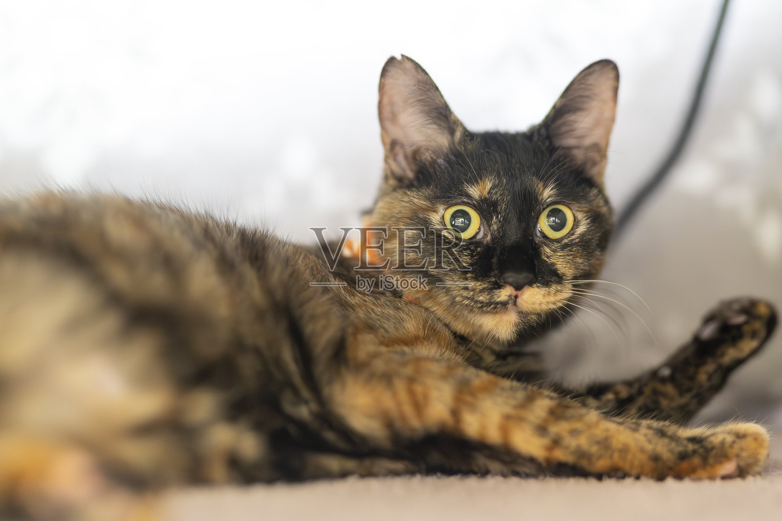 玳瑁色猫咪Neri。照片摄影图片