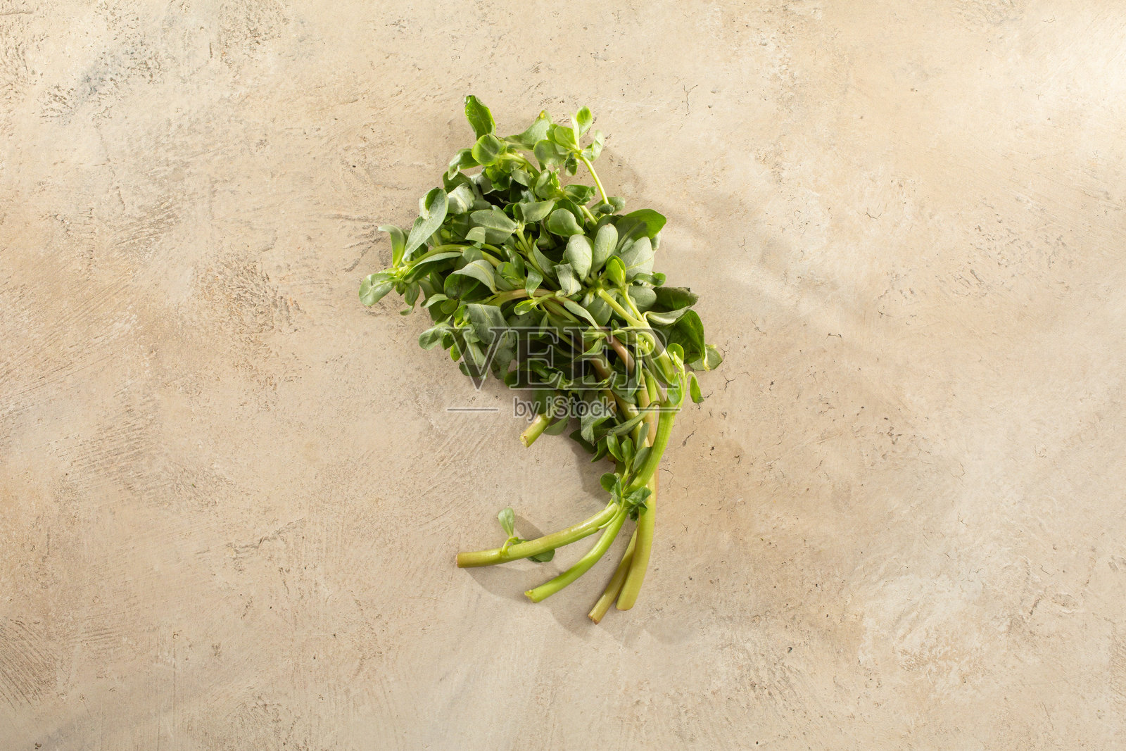 马齿苋照片摄影图片