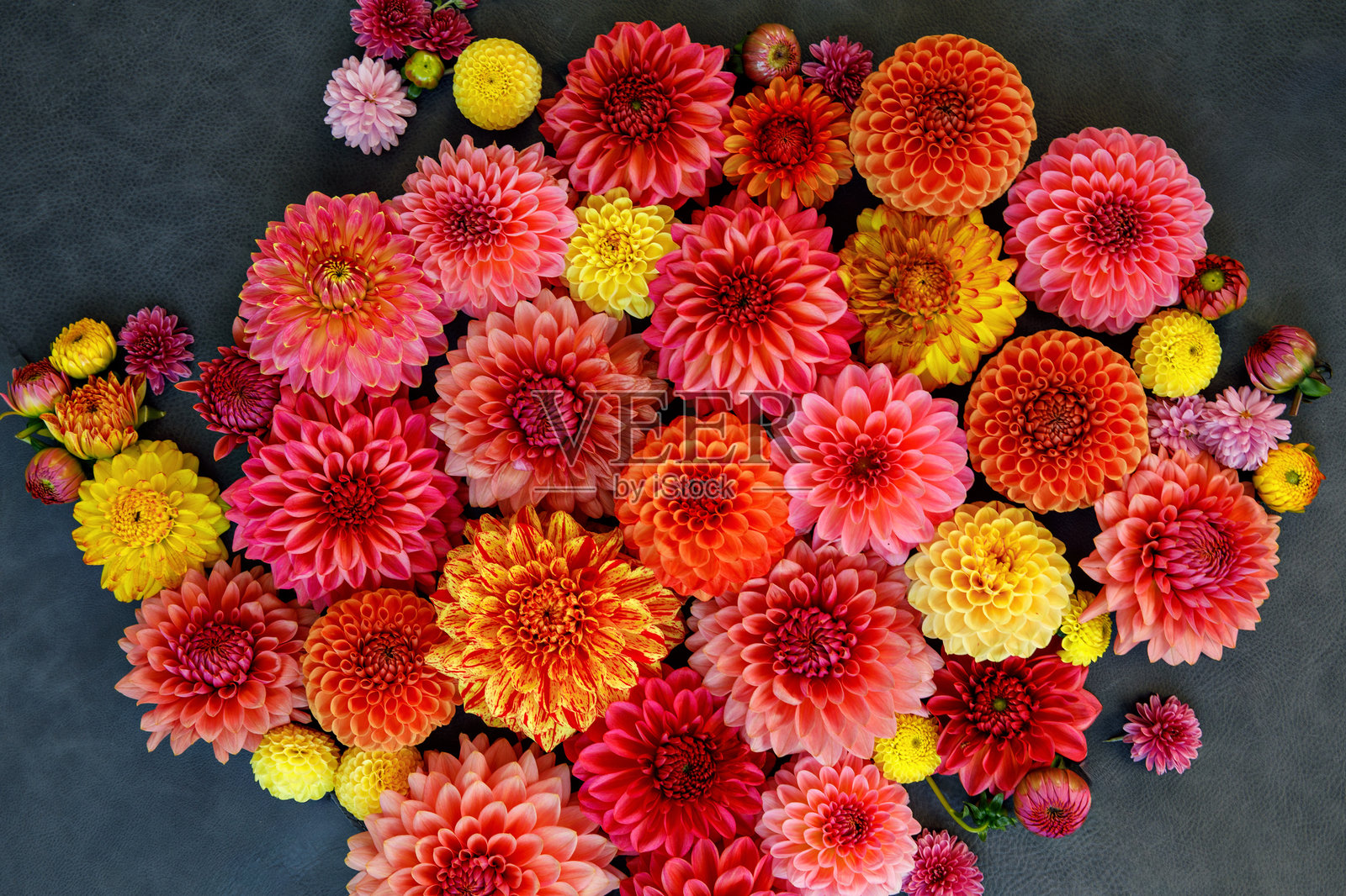 粉色、橙色和黄色大丽花背景。多彩的大丽花园花卉，壁纸背景。盛开的大丽花。照片摄影图片