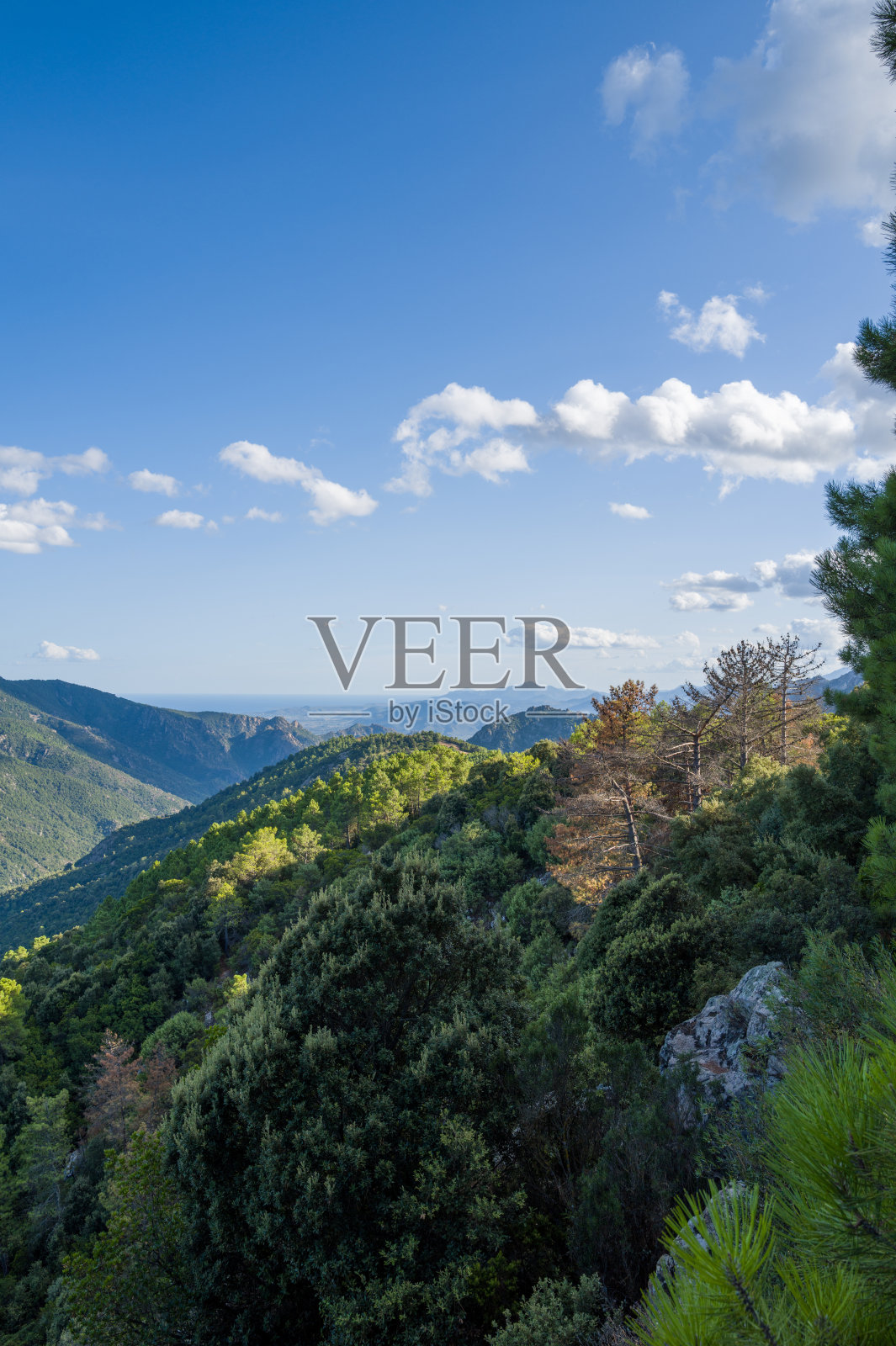 郁郁葱葱的森林覆盖的山坡和远处的山峰照片摄影图片