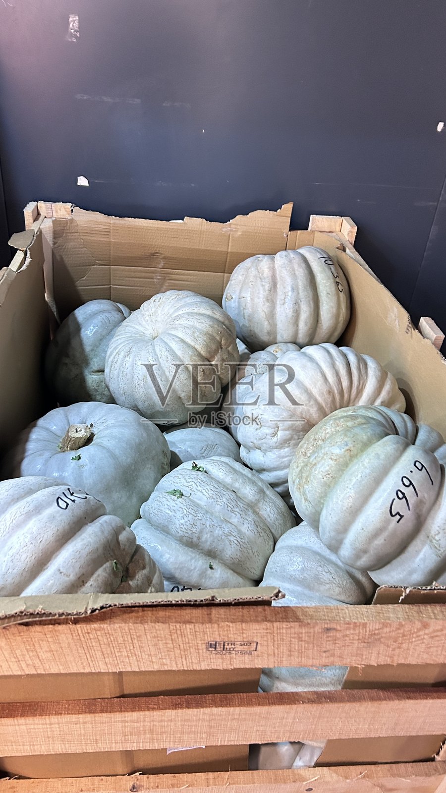 秋日田野里的新鲜南瓜照片摄影图片