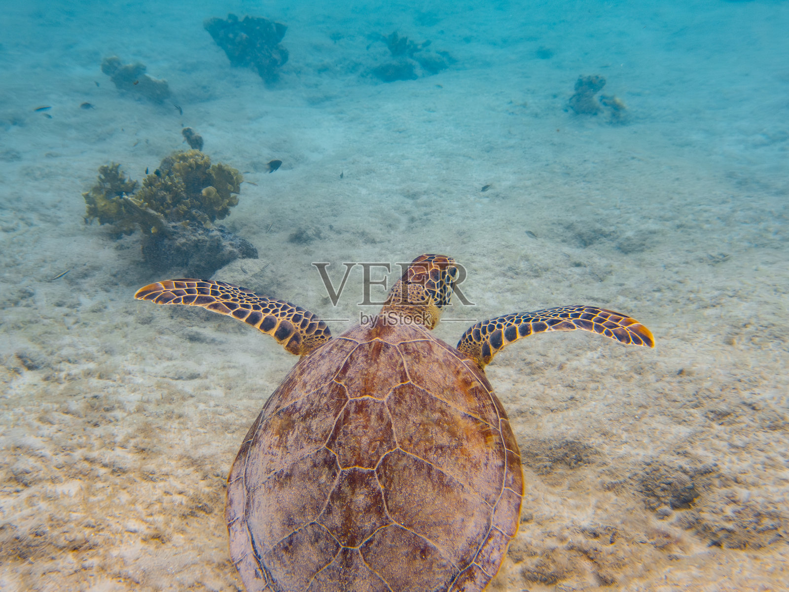 海龟在清澈的热带海洋中水下游泳照片摄影图片