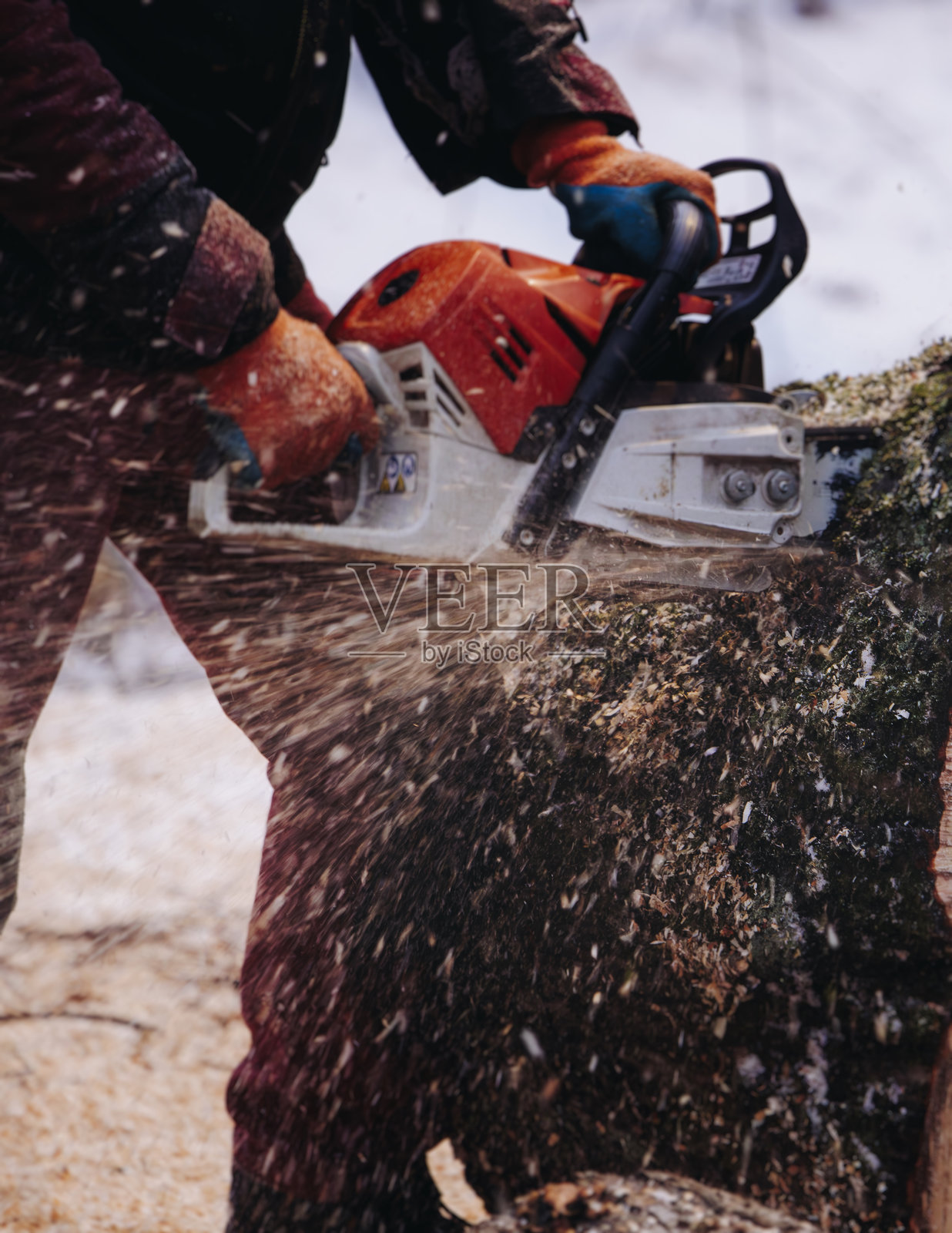 伐木工身着制服，在冬季的森林里用链锯砍伐一棵巨大的树木，伐木工正在锯木和砍柴，处理木材，原木，在锯木厂工作，木屑和刨花照片摄影图片