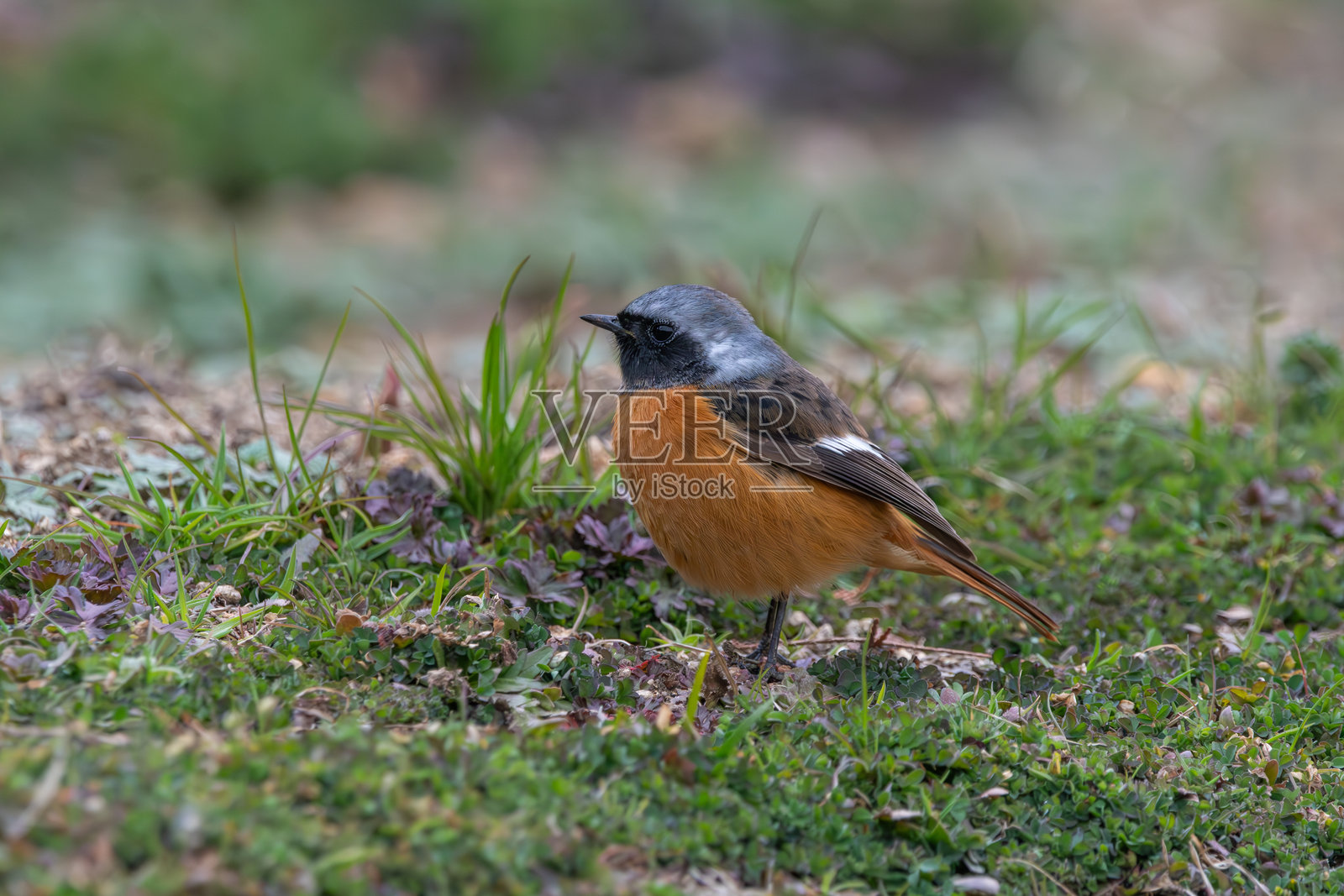 红尾鸲在低地栖息照片摄影图片