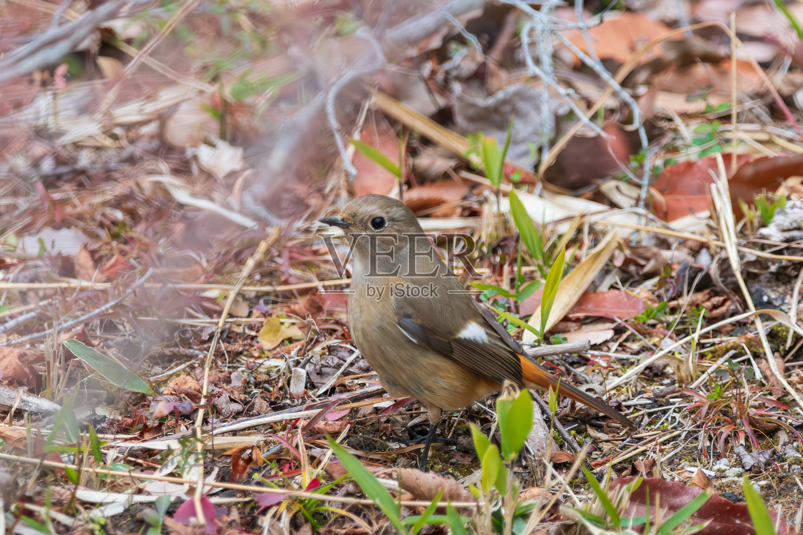 警觉的小鸟在林中觅食照片摄影图片