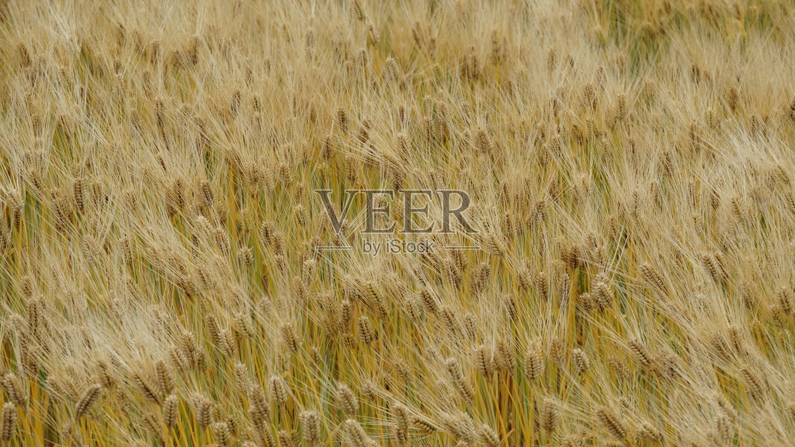 初夏金色麦田——农业与丰收之美照片摄影图片