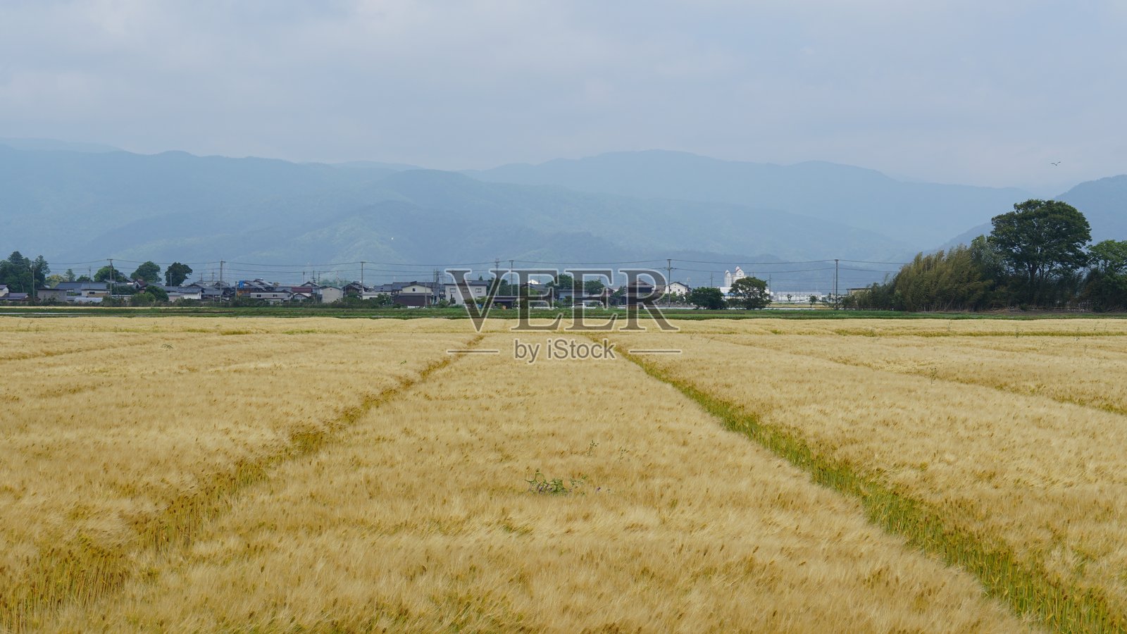 初夏的金黄麦田——农业与丰收之美照片摄影图片