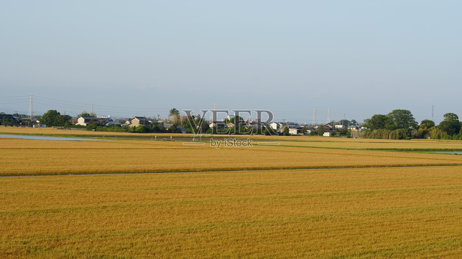 初夏金色麦田——农业与丰收之美照片摄影图片
