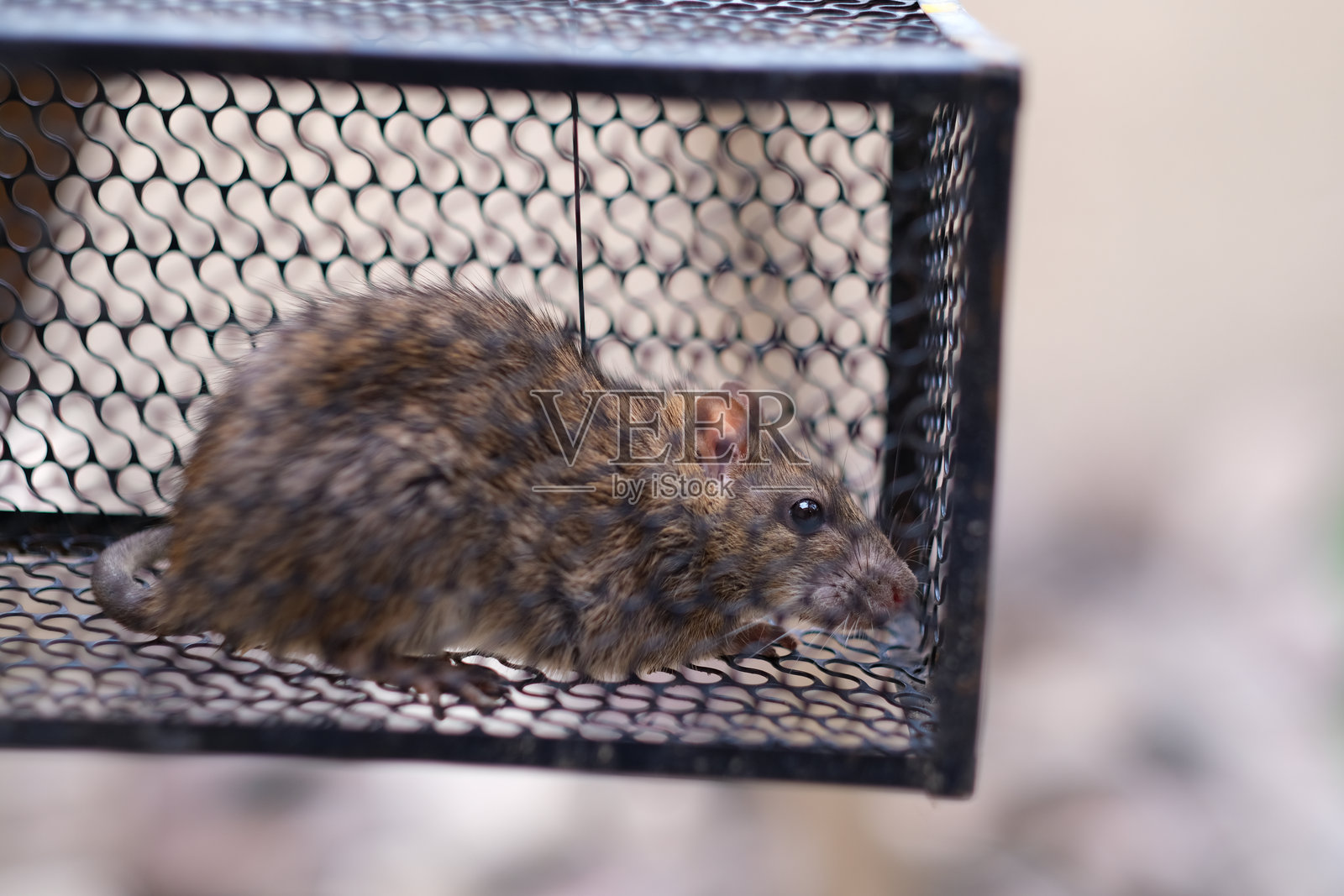被困在铁笼里的老鼠照片摄影图片