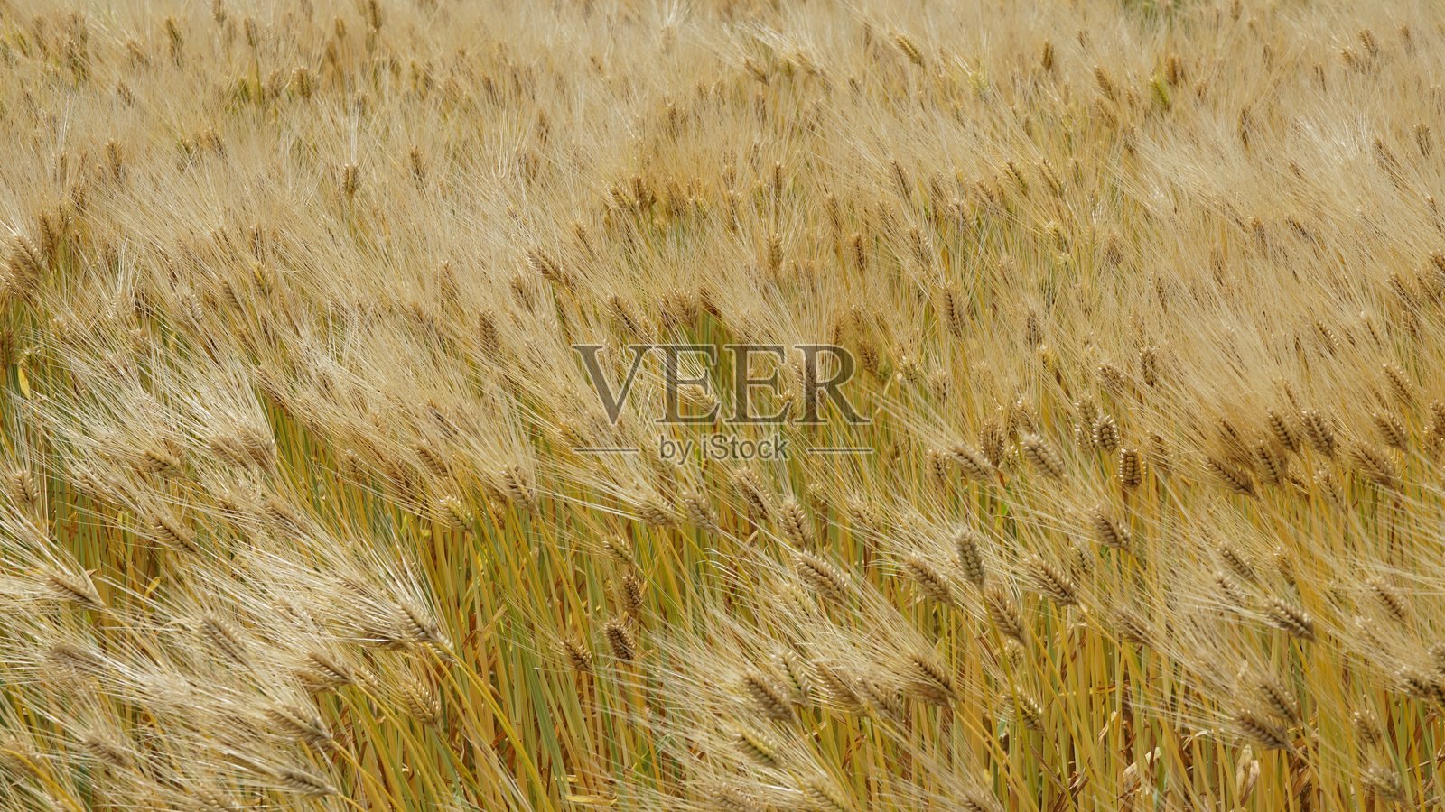 初夏金色麦田——农业与丰收之美照片摄影图片