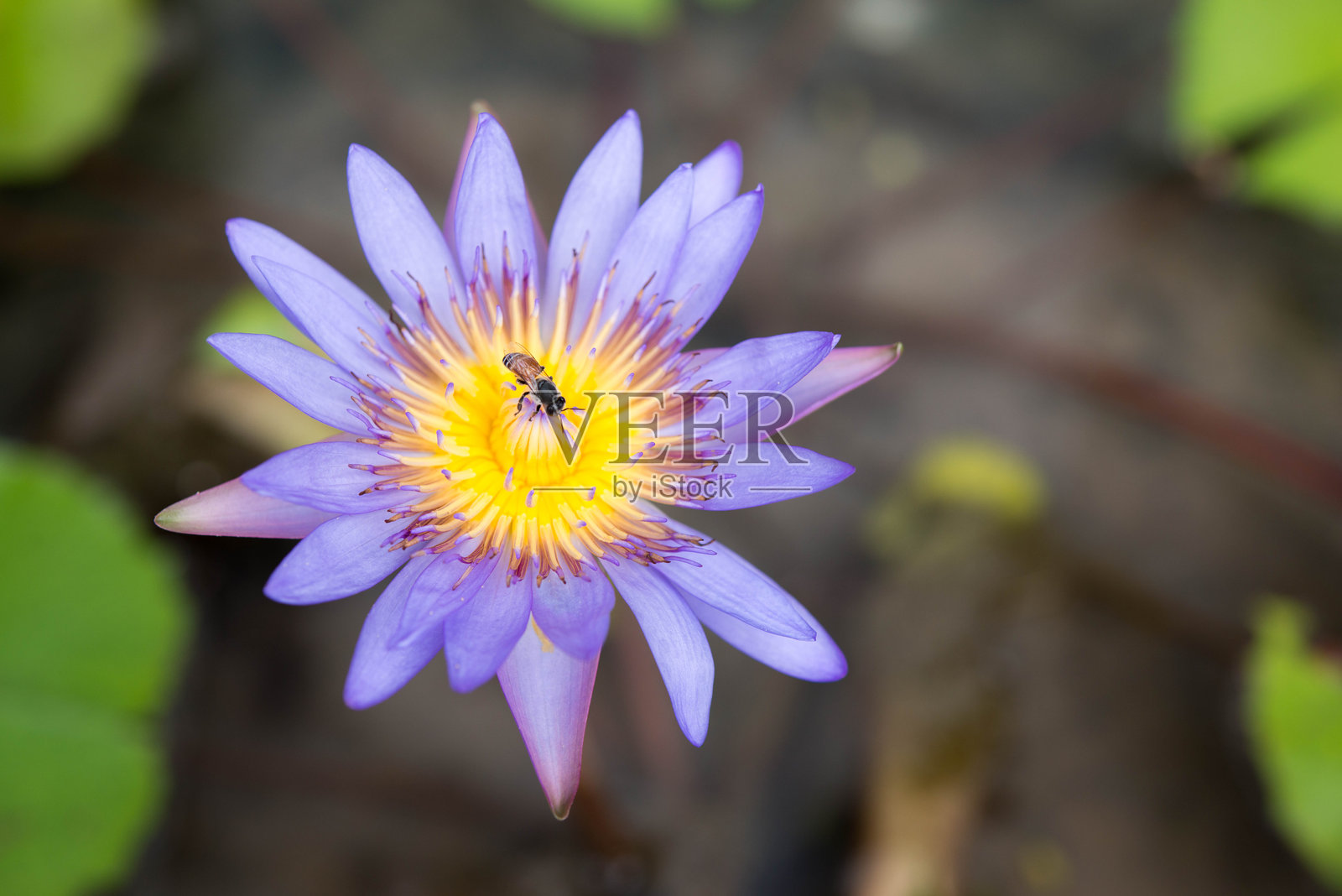 池塘里的荷花照片摄影图片
