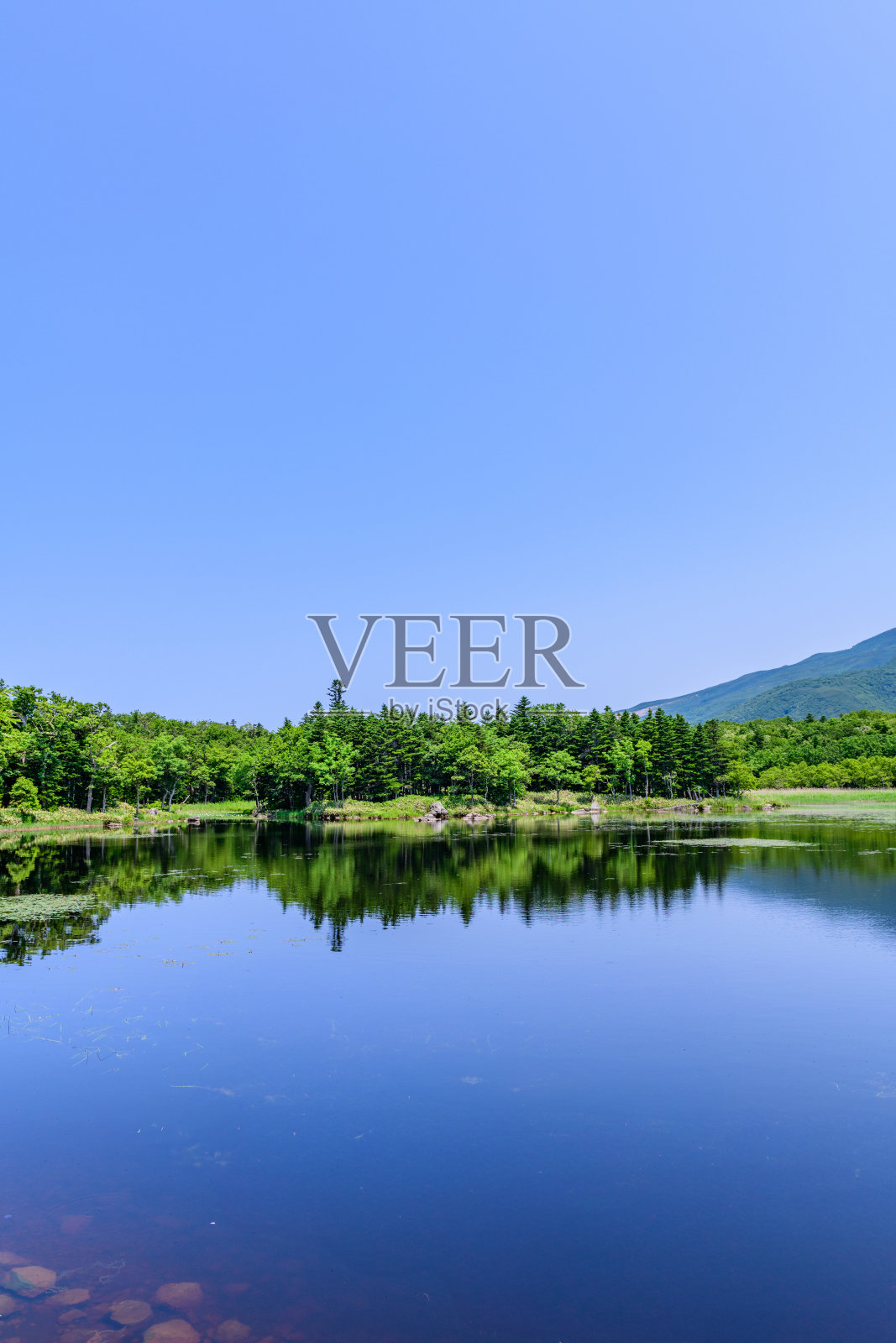 北海道知床五湖晴朗的六月天照片摄影图片