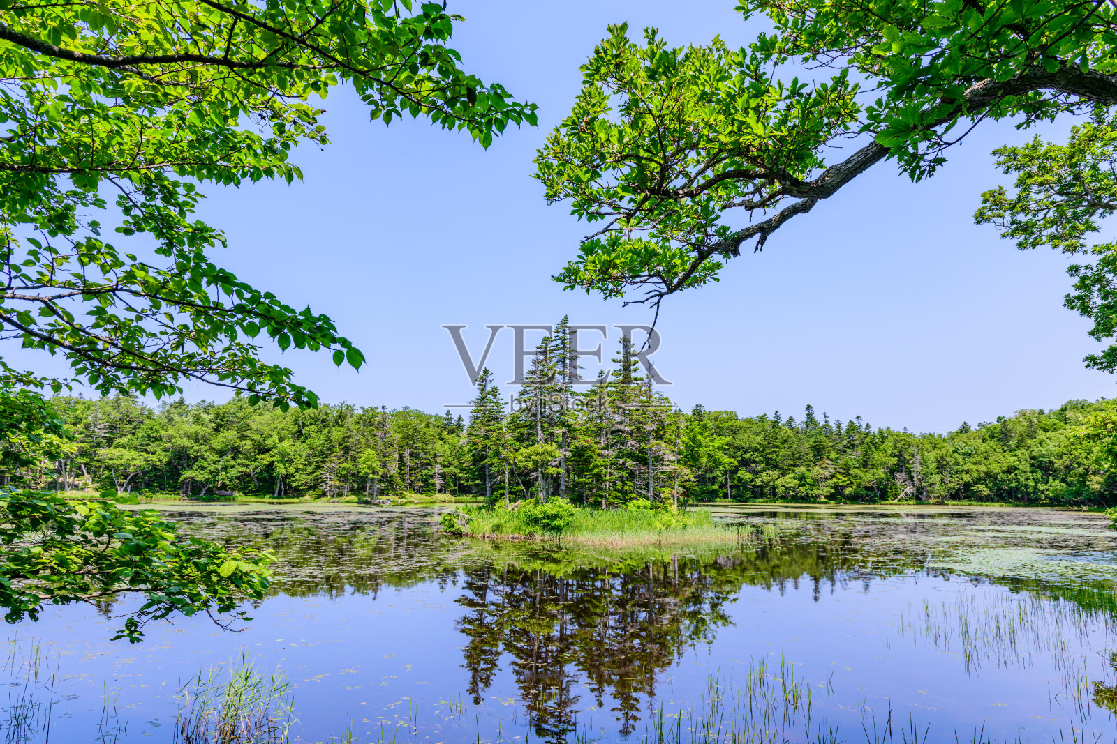 北海道知床五湖晴朗的六月天照片摄影图片
