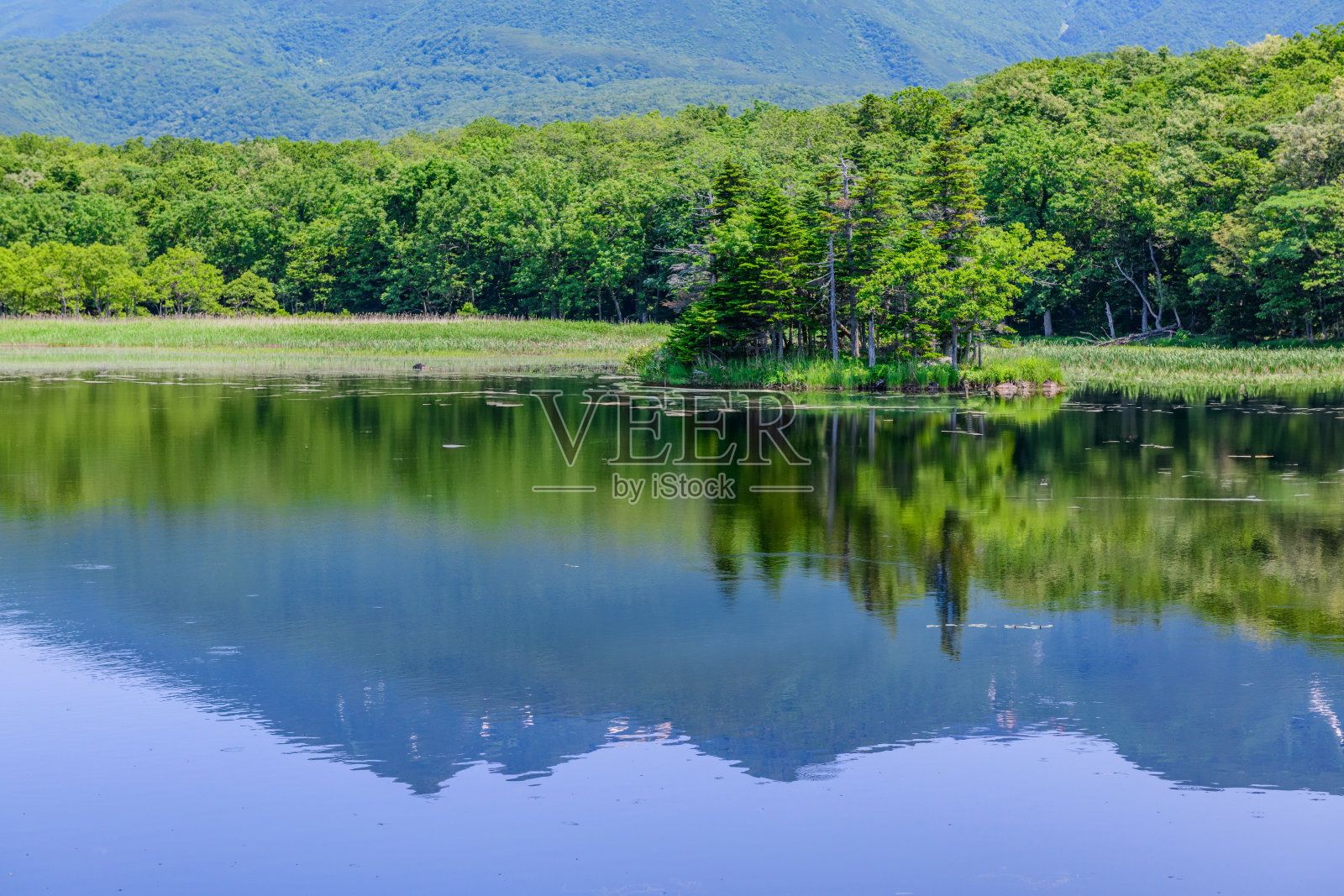 北海道知床五湖六月晴日照片摄影图片