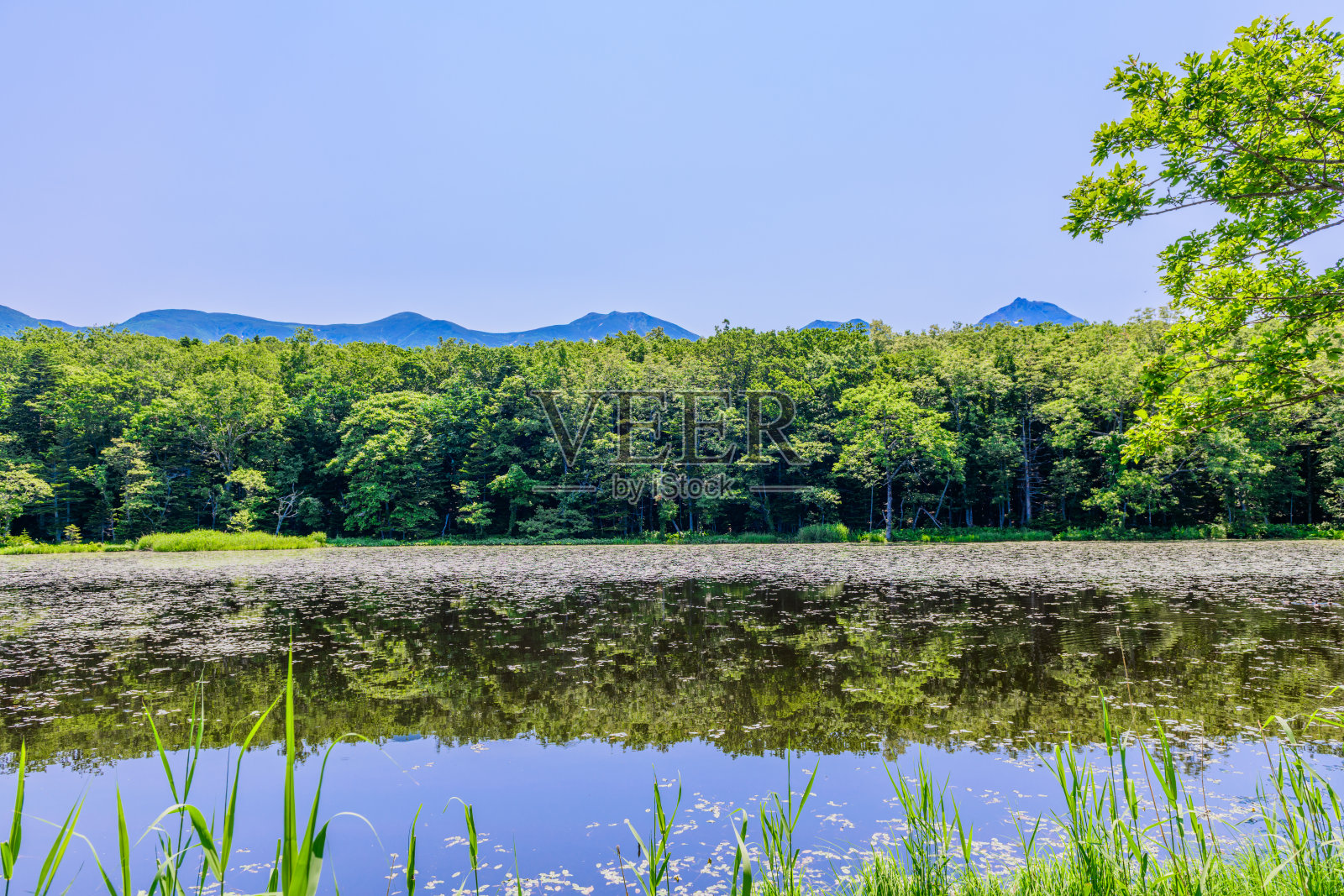 北海道知床五湖晴朗的六月天照片摄影图片