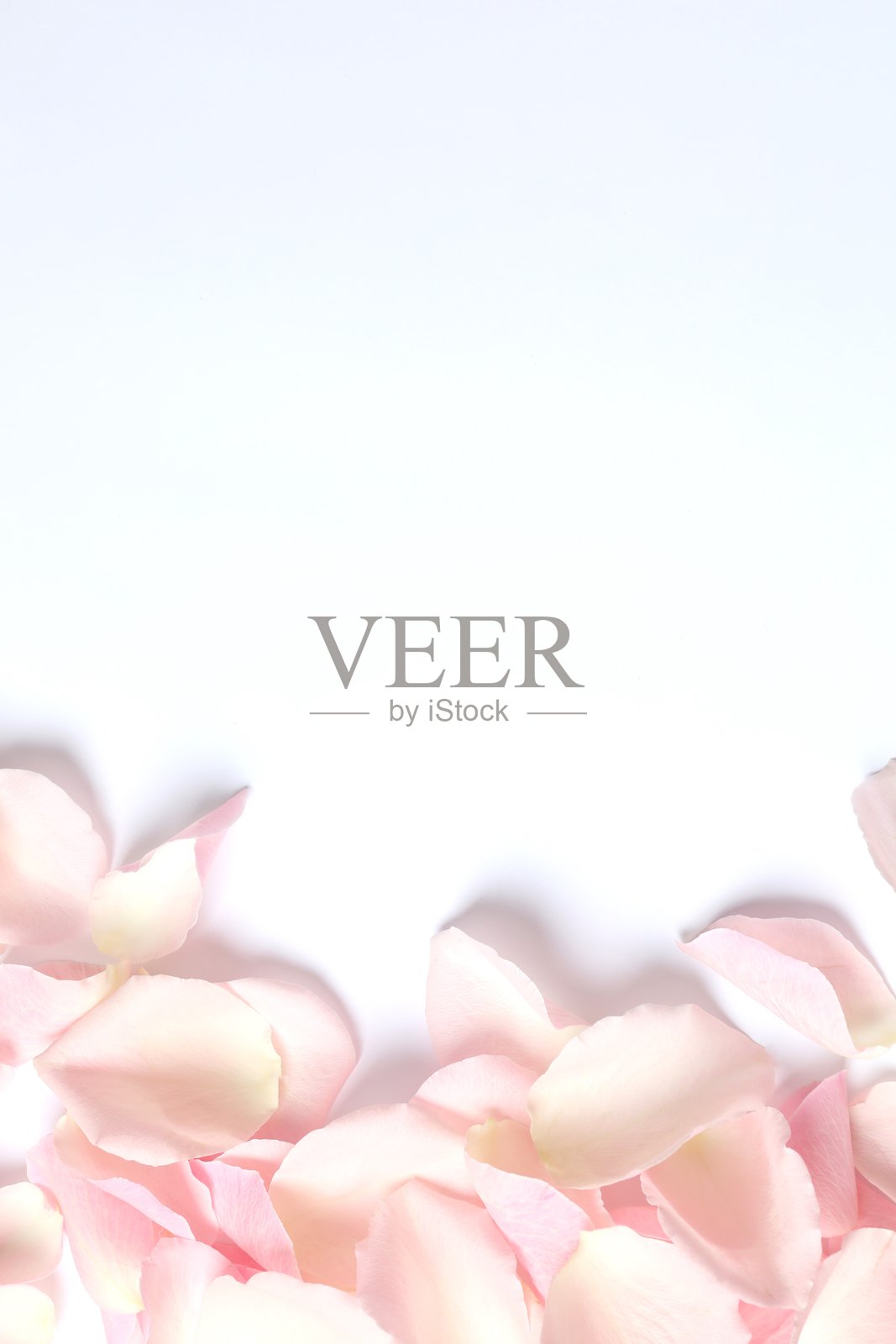 粉色玫瑰花瓣在白色背景上照片摄影图片