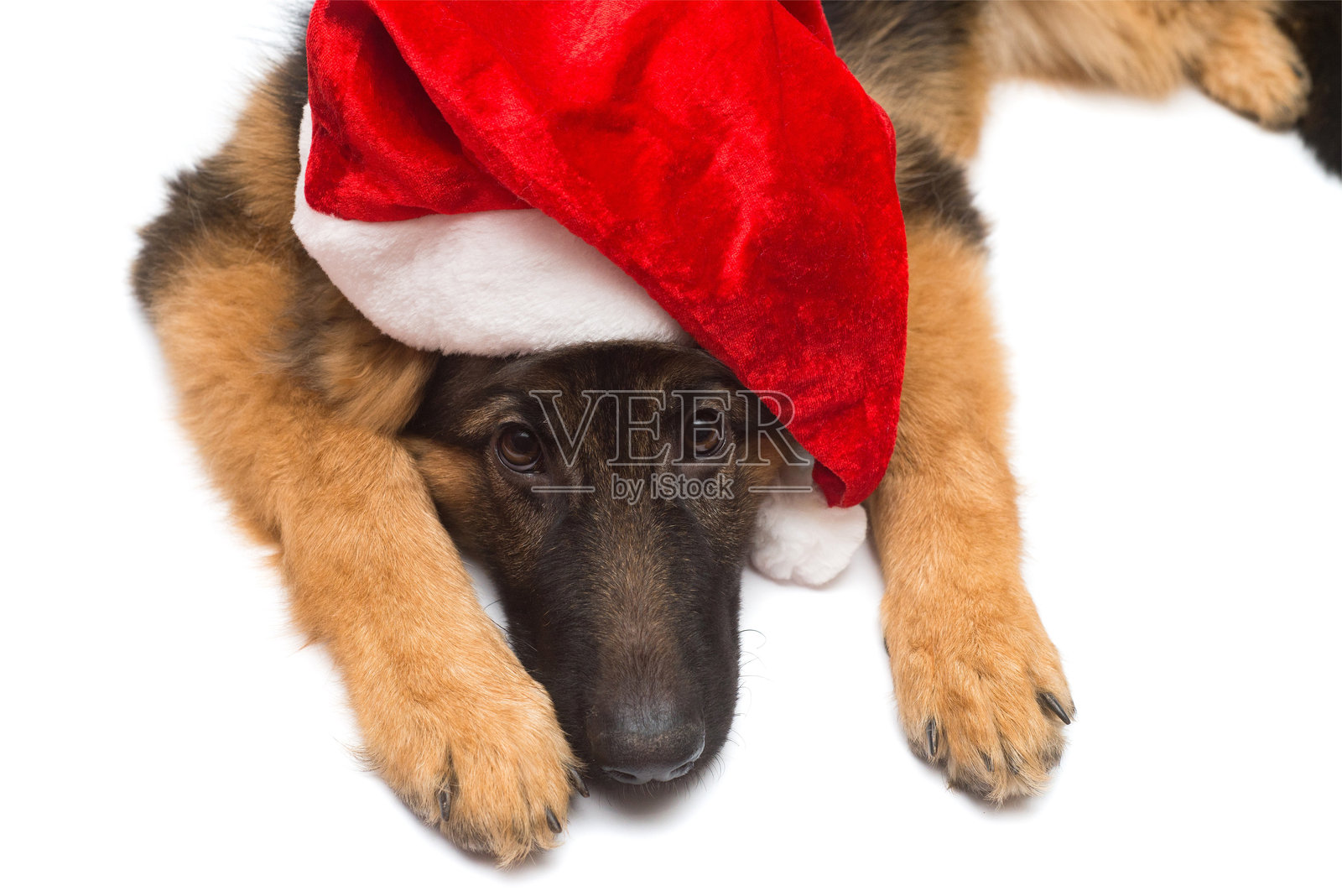 一只戴着圣诞帽的德国牧羊犬扮演圣诞老人，在白色背景下独立存在。新年，朋友照片摄影图片