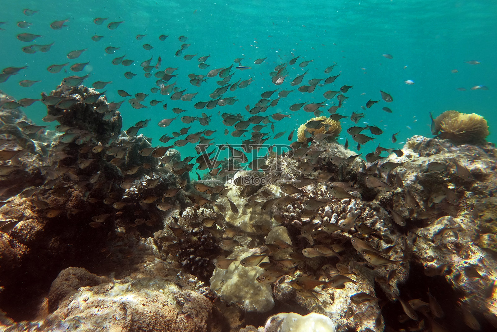 肯尼亚基西特-姆蓬古蒂海洋国家公园的暗色扫帚鱼群照片摄影图片