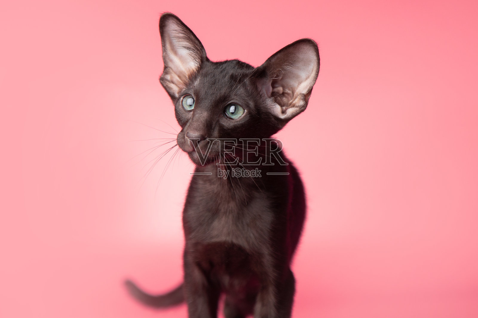 一只有着大耳朵的可爱有趣的黑色大猫咪。粉色背景上的可爱东方短毛猫。带有可复制文本空间的横幅。家养宠物。照片摄影图片