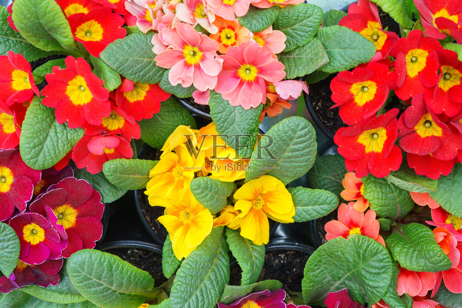 春季花卉市场彩色报春花盆栽特写，背景为报春花幼苗照片摄影图片
