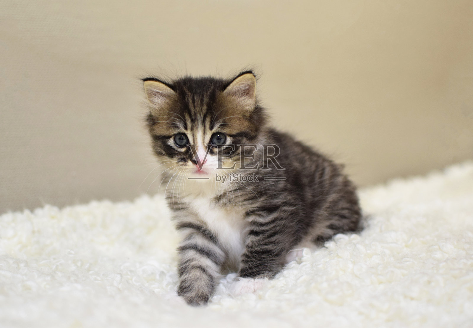 一只1个月大的、毛茸茸的小猫。一只短尾巴的虎斑卷毛猫幼崽。照片摄影图片