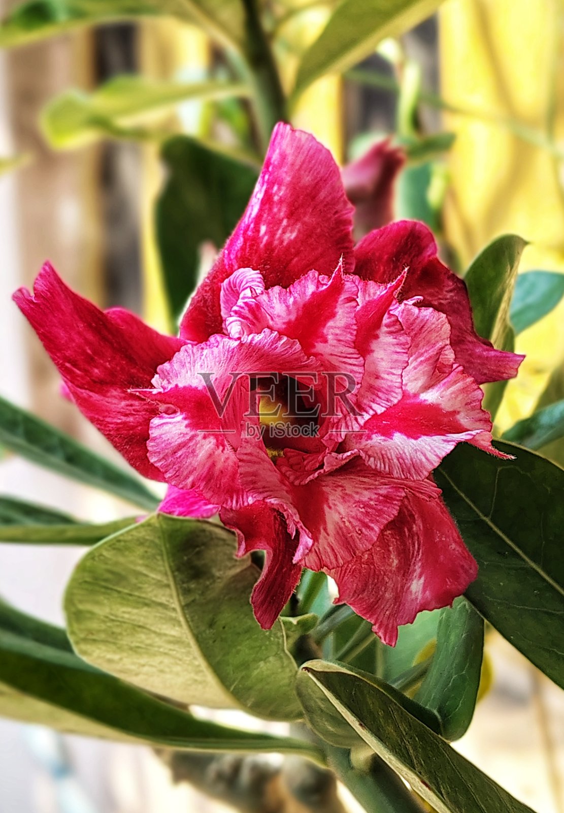沙漠玫瑰（夹竹桃）的粉色花朵——耐旱盆景多肉植物照片摄影图片