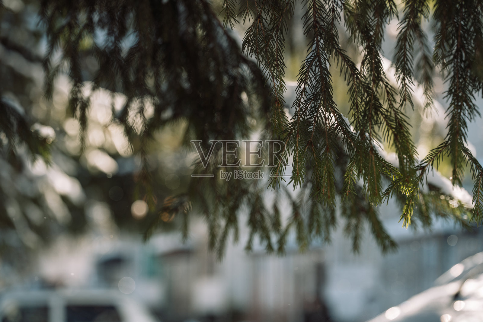 常青树枝，带有柔和的冬季散景，户外背景照片摄影图片