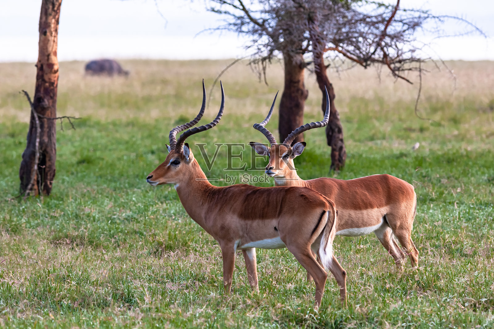 非洲肯尼亚纳库鲁湖灌木丛中，两只黑斑羚的近景特写照片摄影图片