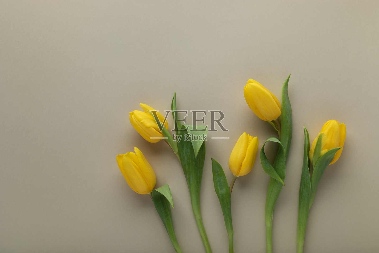 复古绿色背景上的黄色春季郁金香花朵，用于妇女节的贺卡。照片摄影图片