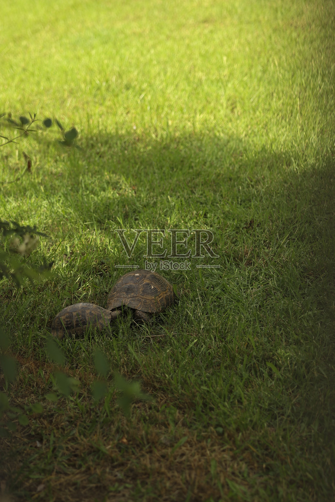 绿草地上公园里的两只乌龟，柔和的光线。野生动物保护概念照片摄影图片