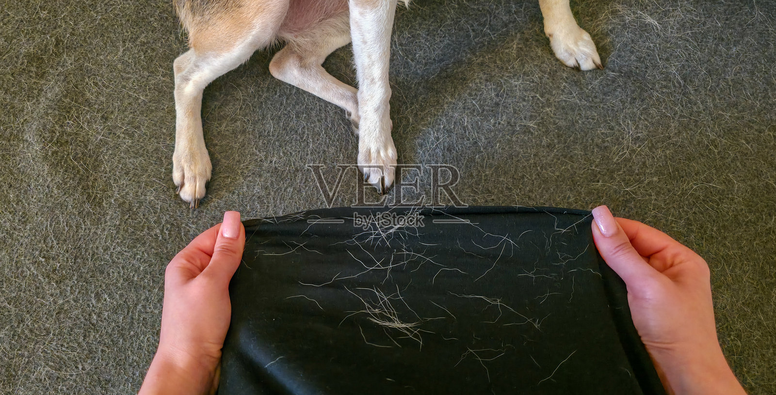 一名女子手中拿着一把狗毛。宠物狗掉毛过多及其他掉毛问题照片摄影图片