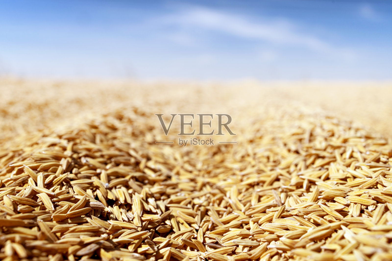 蓝天下金色的稻谷田纹理，用作背景，稻谷。农业背景，代表丰收季节、食品生产、可持续发展和乡村环境照片摄影图片