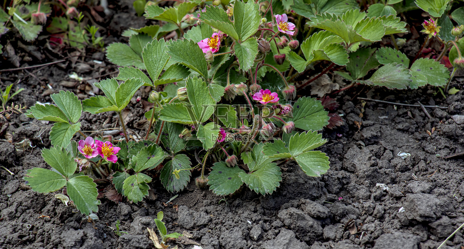 粉色花朵的杂交草莓。花园草莓 - Fragaria Comarum Pink Panda照片摄影图片