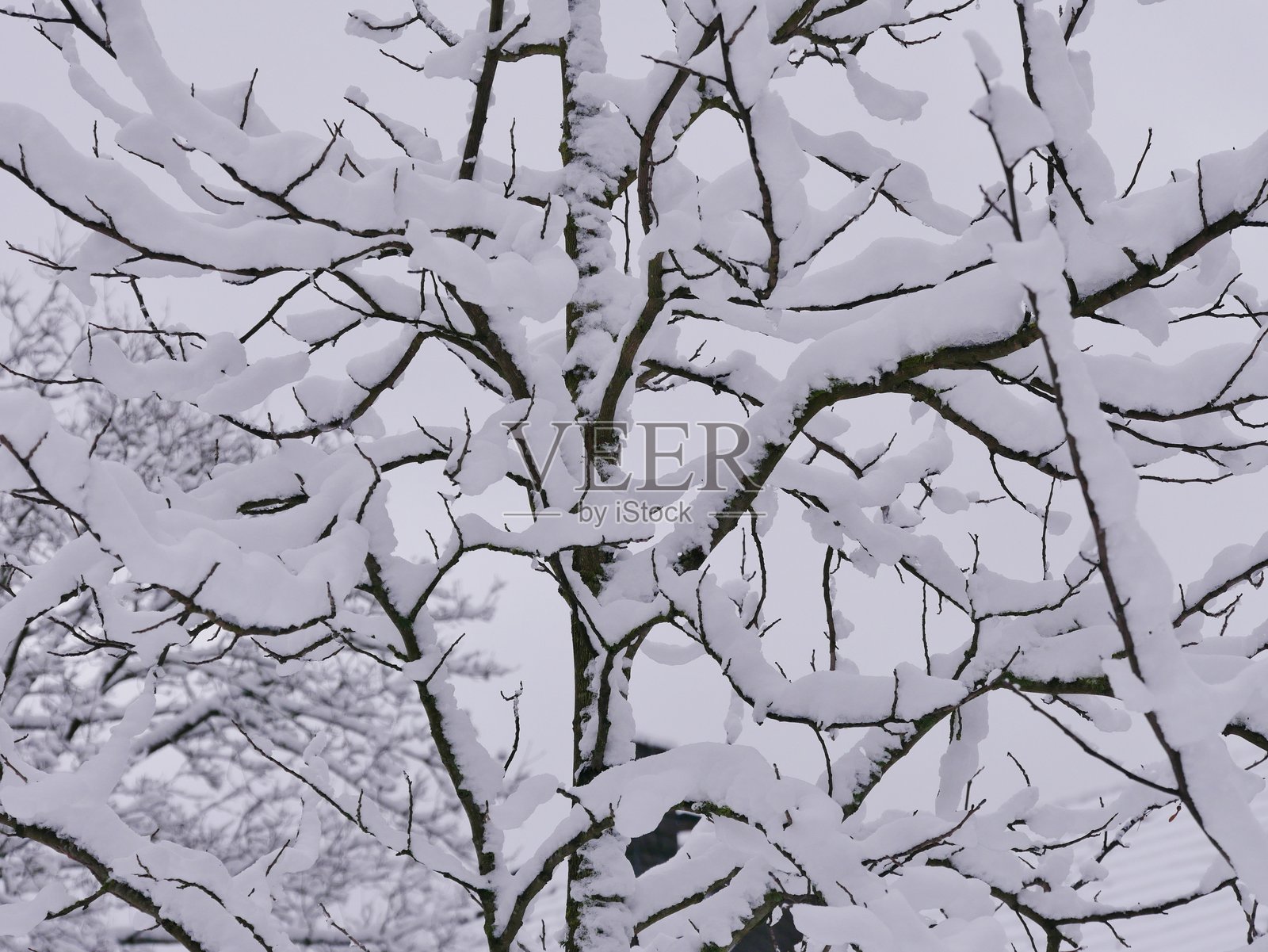 树上的雪照片摄影图片