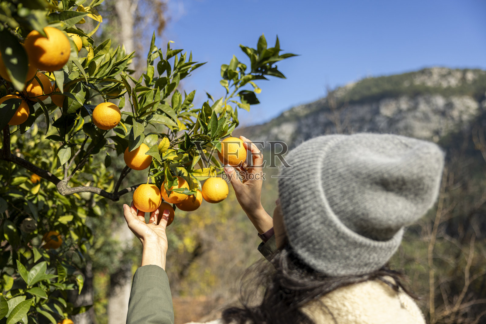 在树上闻新鲜的橘子照片摄影图片