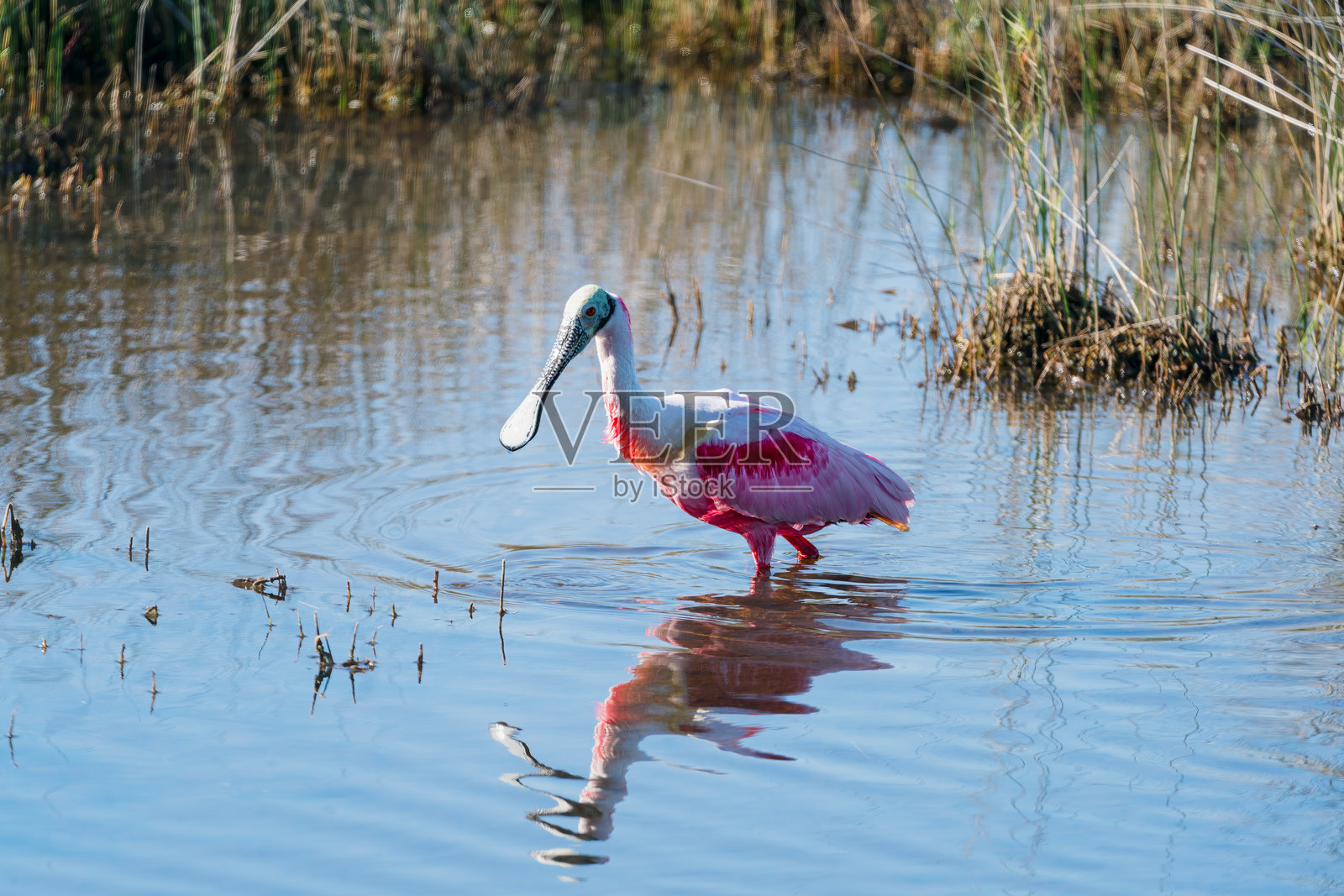 玫瑰琵鹭（Platalea ajaja）在美国佛罗里达州湿地水中站立照片摄影图片