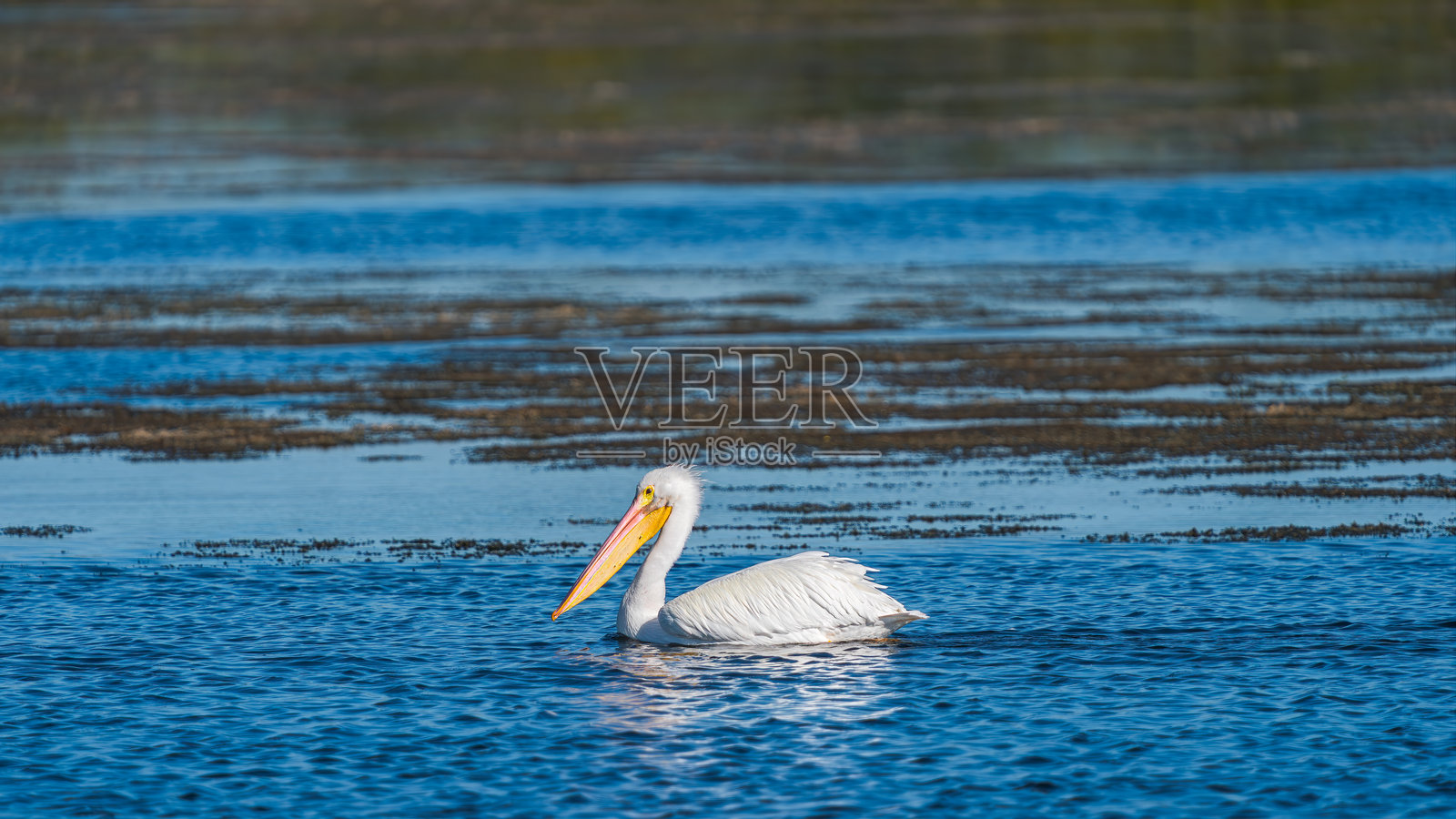 美国白鹈鹕（Pelecanus erythrorhynchos），佛罗里达州，美国照片摄影图片