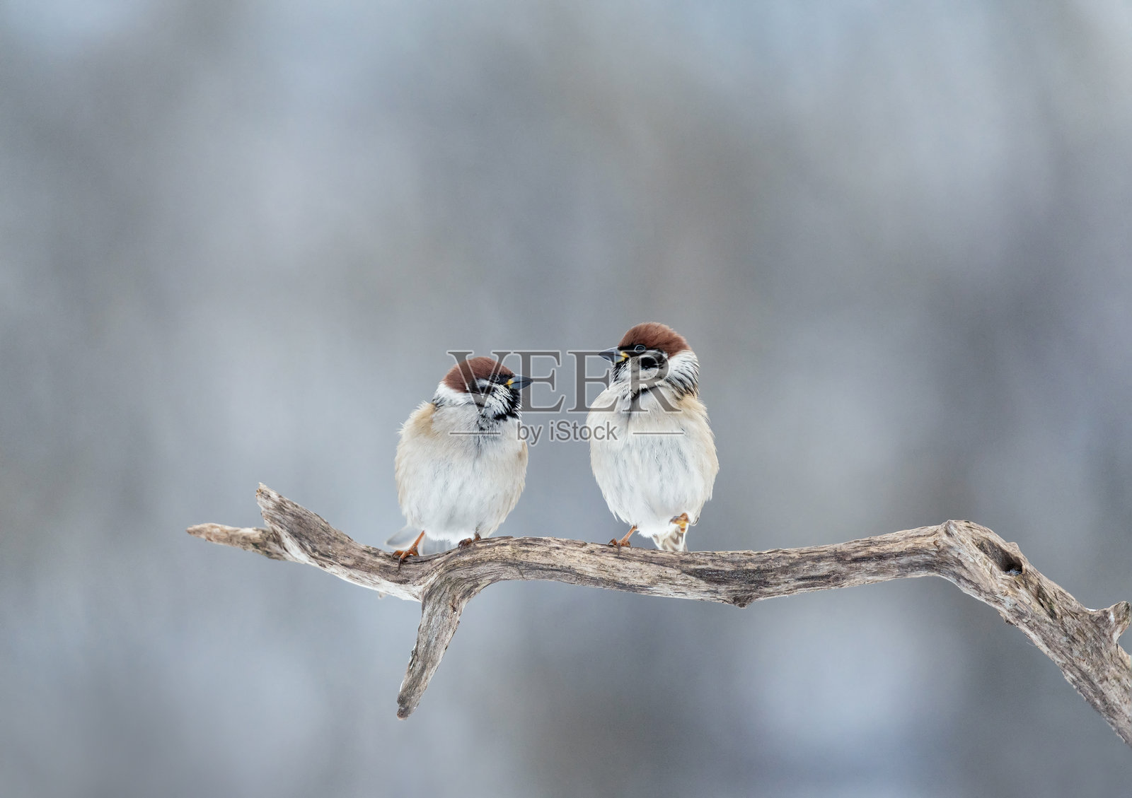 两只有趣的麻雀在雪花飘落的冬季公园里，相对而坐于树枝上照片摄影图片