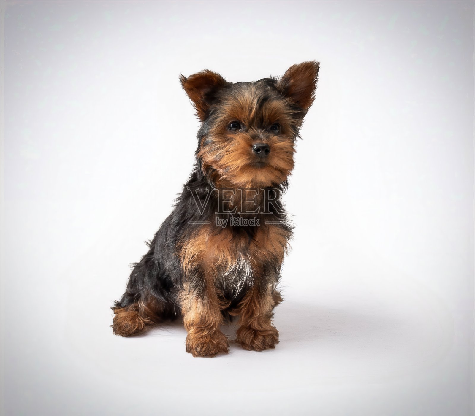 可爱的幼犬坐在明亮的室内纯色背景前照片摄影图片