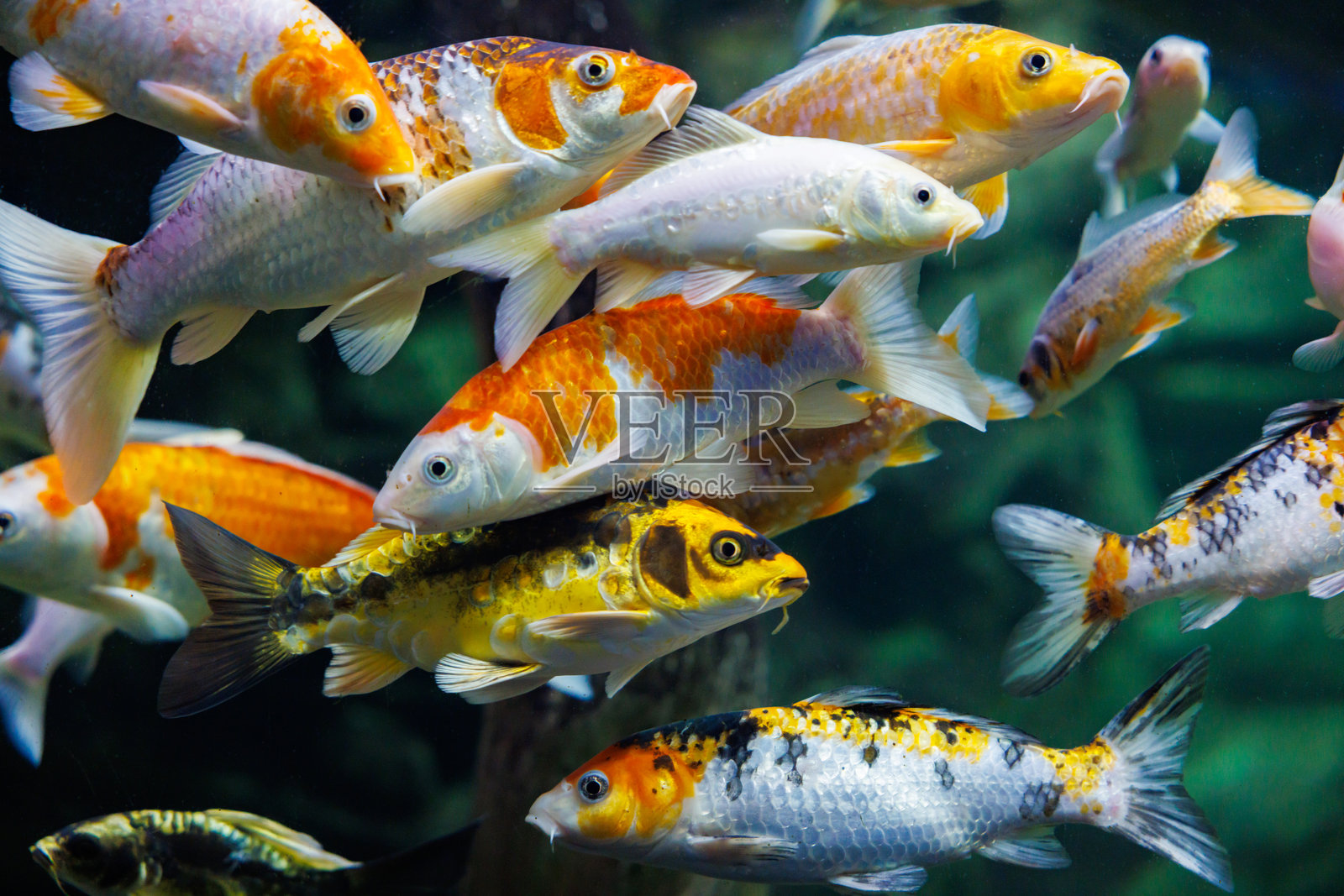 色彩鲜艳的锦鲤在清澈的水中优雅地游动照片摄影图片