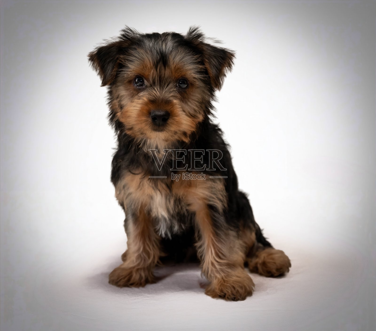 一只小型约克夏犬坐平坦表面上，在光线充足的影棚环境中直视镜头照片摄影图片